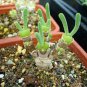 10 PCS Seeds Monilaria obconica Seeds lovely green rabbit ears succulent bonsai plant seeds