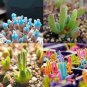 100 PCS Seeds Monilaria Obconica Seeds Natural Hybrid Little Rabbit Succulent Plants