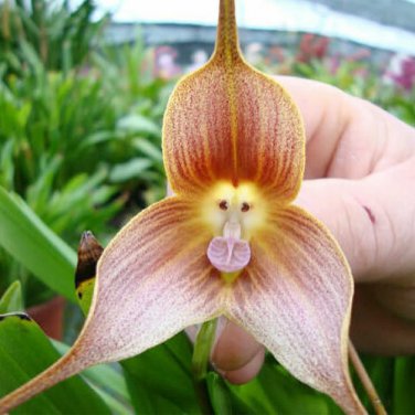 200 PCS Seeds Monkey Face Orchids