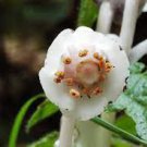 10 PCS Seeds Monotropa Uniflora Indian Pipe Cheilotheca Humilis w White Flowers 10 PCS Seeds Monotropa Uniflora Indian Pipe Cheilotheca Humilis w White Flowers