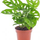 100 PCS Seeds Monster Opliqua Evergreen Hybrid 100 PCS Seeds Monster Opliqua Evergreen Hybrid
