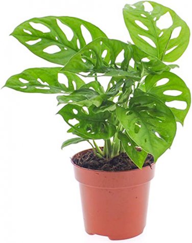 100 PCS Seeds Monster Opliqua Evergreen Hybrid