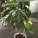 100 PCS Seeds Monstera obliqua Flower Pot Plants Decor Pot Garden Turtle 100 PCS Seeds Monstera obliqua Flower Pot Plants Decor Pot Garden Turtle