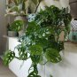100 PCS Seeds Monstera obliqua Flower Pot Plants Decor Pot Garden Turtle