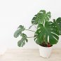 100 PCS Seeds Monstera obliqua Flower Pot Plants Decor Pot Garden Turtle