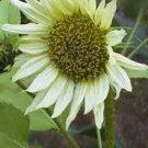 15 PCS Seeds Moonshadow White Ornamental Sunflower 15 PCS Seeds Moonshadow White Ornamental Sunflower