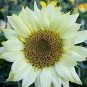 15 PCS Seeds Moonshadow White Ornamental Sunflower