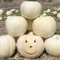 10 PCS Seeds Moonshine Pumpkin Smooth Skinned White Pumpkin