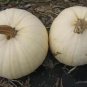 10 PCS Seeds Moonshine Pumpkin Smooth Skinned White Pumpkin