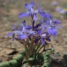 5 PCS Seeds Moraea Pritzeliana
