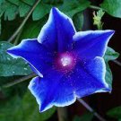 100 PCS Seeds Morning Glory Blue Glory Fragrant Garden Climbing 100 PCS Seeds Morning Glory Blue Glory Fragrant Garden Climbing