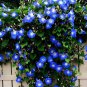 100 PCS Seeds Morning Glory Blue Glory Fragrant Garden Climbing