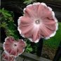 20 PCS Seeds Morning Glory Chocolate Rare color Huge Flower