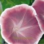 20 PCS Seeds Morning Glory Chocolate Rare color Huge Flower