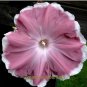 20 PCS Seeds Morning Glory Chocolate Rare color Huge Flower
