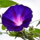 1 PCS Seeds Morning Glory Dark Purple Flower 1 PCS Seeds Morning Glory Dark Purple Flower