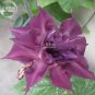 1 PCS Seeds Morning Glory Dark Purple Flower