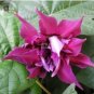 1 PCS Seeds Morning Glory Dark Purple Flower