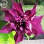 1 PCS Seeds Morning Glory Dark Purple Flower