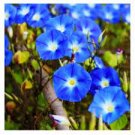 100 PCS Seeds Morning Glory Flowers Bonsai Rare StarBlue bonsais Plantas 100 PCS Seeds Morning Glory Flowers Bonsai Rare StarBlue bonsais Plantas