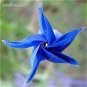 100 PCS Seeds Morning Glory Flowers Bonsai Rare StarBlue bonsais Plantas