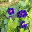 100 PCS Seeds Morning Glory Ipomoea Flower 100 PCS Seeds Morning Glory Ipomoea Flower