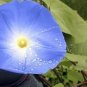 100 PCS Seeds Morning Glory Ipomoea Flower