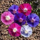 20 PCS Seeds Morning Glory Mixed Colorful Petals with White Stripe Flower 20 PCS Seeds Morning Glory Mixed Colorful Petals with White Stripe Flower