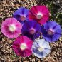 20 PCS Seeds Morning Glory Mixed Colorful Petals with White Stripe Flower