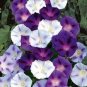 20 PCS Seeds Morning Glory Mixed Colorful Petals with White Stripe Flower
