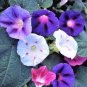 20 PCS Seeds Morning Glory Mixed Colorful Petals with White Stripe Flower