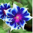 100 PCS Seeds Morning Glory Seeds Rare Star Blue Bonsai Garden and Patio Potted Plant 100 PCS Seeds Morning Glory Seeds Rare Star Blue Bonsai Garden and Patio Potted Plant