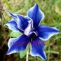 100 PCS Seeds Morning Glory Seeds Rare Star Blue Bonsai Garden and Patio Potted Plant