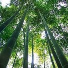 40 PCS Seeds MOSO Bamboo Huge Mao Bamboo Bonsai