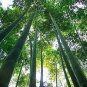 40 PCS Seeds MOSO Bamboo Huge Mao Bamboo Bonsai