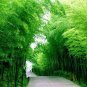 40 PCS Seeds MOSO Bamboo Huge Mao Bamboo Bonsai