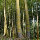 35 PCS Seeds Moso Bamboo Phyllostachys Pubescens Giant