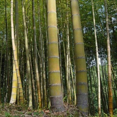 35 PCS Seeds Moso Bamboo Phyllostachys Pubescens Giant