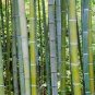 35 PCS Seeds Moso Bamboo Phyllostachys Pubescens Giant