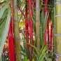 100 PCS Seeds Moso red Bamboo