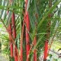 100 PCS Seeds Moso red Bamboo