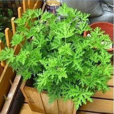 100 PCS Seeds Mosquito Repelling Grass Mozzie Buster Sweetgrass