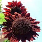 15 PCS Seeds Moulin Rouge Gorgerous Red Ornamental Sunflower