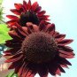 15 PCS Seeds Moulin Rouge Gorgerous Red Ornamental Sunflower