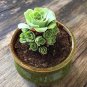 100 PCS Seeds Mountain Rose Bonsai Green Rose Garden Rare Succulent