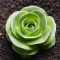 100 PCS Seeds Mountain Rose Bonsai Green Rose Garden Rare Succulent