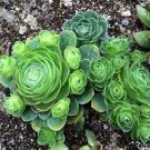 200 PCS Seeds Mountain Rose Succulents Bonsai Plants Perennial Indoor Succulent Plant