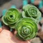 200 PCS Seeds Mountain Rose Succulents Bonsai Plants Perennial Indoor Succulent Plant