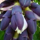 5 PCS Seeds Mucuna Pruriens Black Jade Vine 5 PCS Seeds Mucuna Pruriens Black Jade Vine