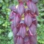 5 PCS Seeds Mucuna Pruriens Black Jade Vine